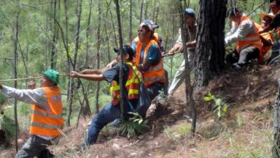 En la actualidad trabaja una cuadrilla de 25 personas en la montaña de El Merendón, pero es insuficiente.