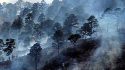 Honduras, un país forestal con una extensión de 112.492 kilómetros cuadrados, pierde anualmente entre 60.000 y 70.000 hectáreas de bosques por la tala ilegal y los incendios.
