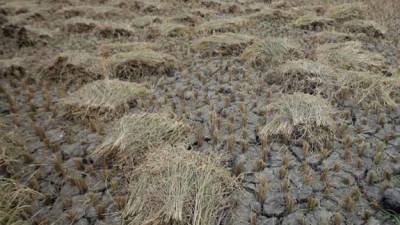 Fotografía de un campo de arroz afectado por la sequía, en Asturias, Isla de Cebú, Filipinas, en 2016. EFE/Archivo