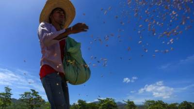 Un agricultor trabaja en la siembra de arroz en el valle de Comayagua.