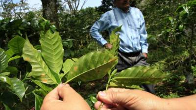 Más de 200,000 manzanas de café fueron afectadas por la roya en Honduras.