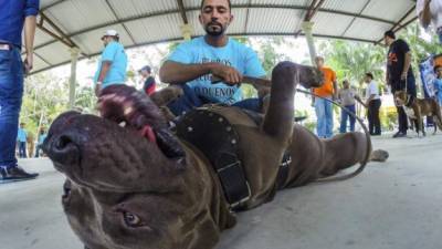 Los clubes caninos están a favor de la crianza de perros de razas puras.