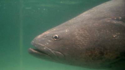 En la imagen, un pez totoaba. EFE/Archivo.