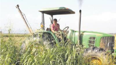 Una finca de arroz en Portuguesa, Venezuela