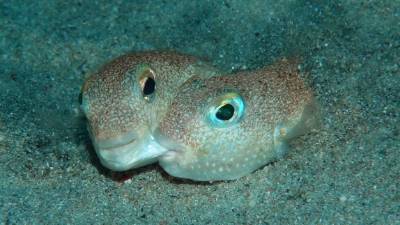 Un macho muerde el cachete izquierdo de una hembra mientras esta suelta los huevos.