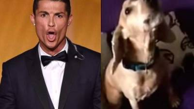 El perro ha sorprendido al imitar perfectamente a la estrella del Real Madrid.