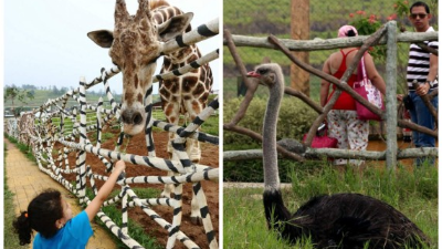 Alexandra Villagra disfrutó alimentar a la jirafa Big Boy.