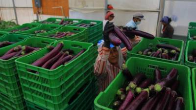 Los empresarios hondureños ofrecerán productos agrícolas y comestibles. En la gráfica trabajadores de una empacadora de berenjenas.