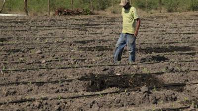 Un agricultor supervisa una parcela cultivada en el departamento de Intibucá. Los productores desde ya se prepararán para el período de siembra.