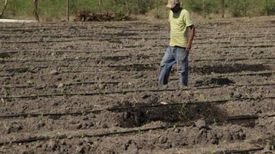 Un agricultor supervisa una parcela cultivada en el departamento de Intibucá. Los productores desde ya se prepararán para el período de siembra.