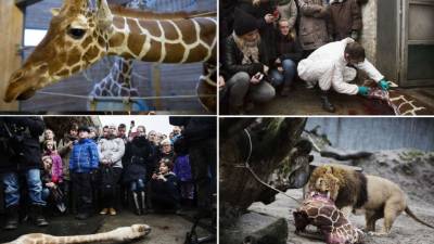 Un bebé jirafa de un año y medio en perfecto estado de salud fue sacrificado el domingo en un zoológico de Copenhague, a pesar de las protestas de los defensores de los animales en Dinamarca.