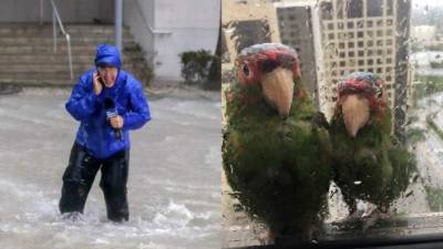 Durante el paso del huracán Irma por el Caribe se han dado casos bastante peculiares, repasamos algunos de los que se han conocido hasta el momento.