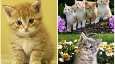 la Policía Nacional española realizó un llamado a no compartir imágenes del atentado en Las Ramblas.// Fotos redes.