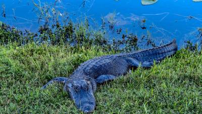 Es el segundo ataque mortal de un caimán en el condado de Beaufort .