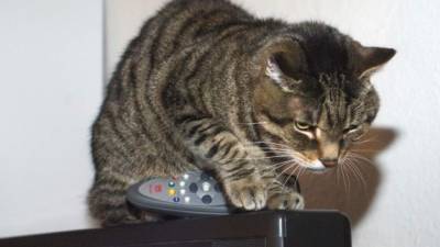 Uno de los gatos juega con el control remoto.