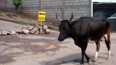 Hasta para rifar vacas deben pedir permiso.