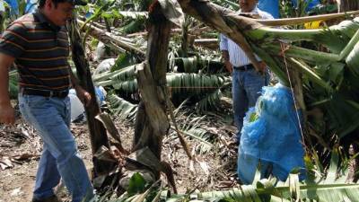 En Santa Rita, Yoro, se reportaron pérdidas en las plantaciones bananeras.