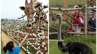 El zoológico Joya Grande es uno de varios bienes que el Gobierno hondureño le incautó en 2015 a Javier Heriberto Rivera, líder de Los Cachiros.