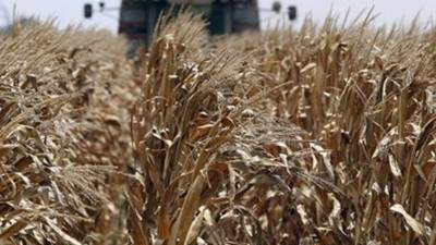 Los efectos de la sequía ya se reflejan en las cosechas.