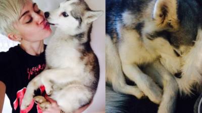 Miley Cyrus junto a su perro Floyd.