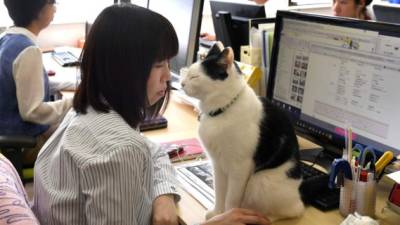 Perros y gatos están sirviendo de terapia en las oficinas.