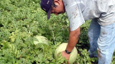 Un productor cosecha sandías de exportación en unas plantaciones en el Valle de Comayagua.