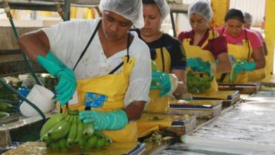 Obreros lavan racimos de banano para exportación en una empresa en La Lima, Cortés. Foto: Amílcar Izaguirre
