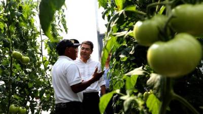 El Presidente visitó los invernaderos.