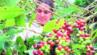 El café santabarbarense ha ganado varios premios.