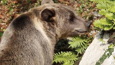 Florida busca personas que puedan manejar los casos de interacción de osos con humanos en el estado.
