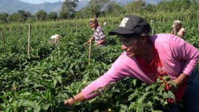 El agro es el tercer generador de riqueza del país.