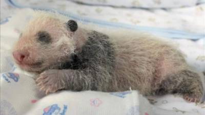 Un bebé panda sobre una almohada en un zoológico. EFE/Archivo