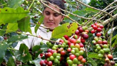 El Ihcafé ha invertido más de L100 millones para combatir la roya en los cafetales hondureños.