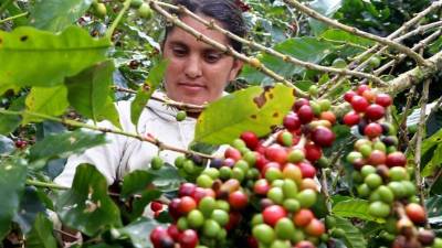 El Ihcafé ha invertido más de L100 millones para combatir la roya en los cafetales hondureños.