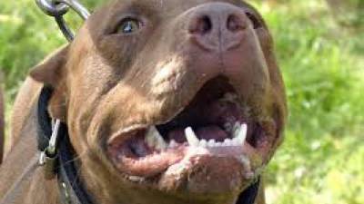 La raza pitbull está prohibida en varios países.