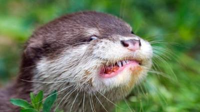 Una nutria fotografiada en el zoo de Dresde, en Alemania.