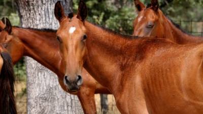 Los agentes investigan una red ilegal de venta de carne de equino, con irregularidades tanto en el proceso de sacrificio de los animales como en la posterior distribución de la carne, según señalaron fuentes de la investigación.