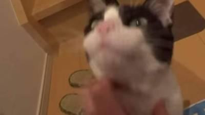 El video muestra la forma en cómo el gato se deja acariciar e inclina su cabecita para recibir cariñitos. Foto YouTube