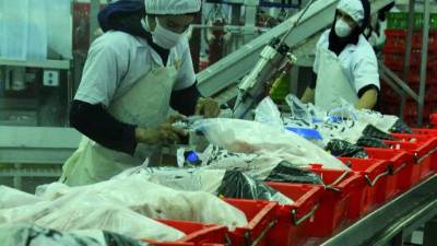 Se espera que el sector avícola crezca en entre un 4% y 5%.