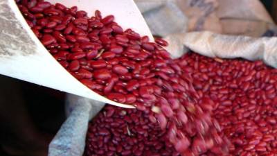 Más productores cultivan frijol actualmente.