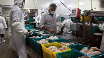 La exportación de tilapia -en todos sus segmentos- pasa por un riguroso procedimiento en la planta de proceso de Aquafinca.