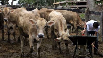 El desabastecimiento de carne de res en el mercado local seguirá los próximos dos años, auguran productores del sector.