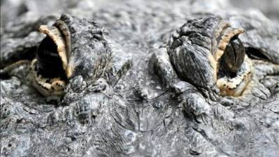 Los ojos de un caimán. Foto. EFE
