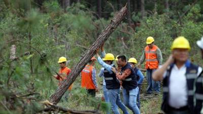En las áreas intervenidas para el control de la plaga se crea una barrera de 50 metros a la redonda con el corte.