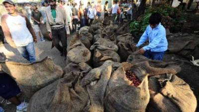 La reducción de la producción reduce también la necesidad de trabajadores para recogerla.