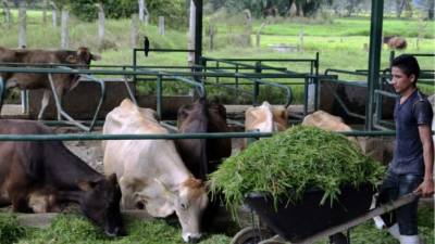 Finca de doble propósito (para carne y leche) en Santa Bárbara.