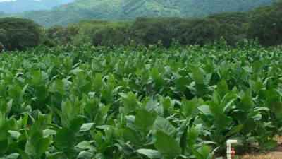 <b><span class=mln_uppercase_mln>Afectados denunciaron que civiles armados buscan invadir tierras agrícolas en el valle de Jamastrán, en Danlí, El Paraíso.</span></b>