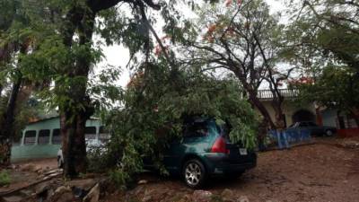 En las últimas semanas hubo fuertes vientos que derribaron árboles en varias zonas.