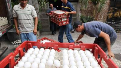 Cada vez más se crean fuentes de empleo en el sector avícola.