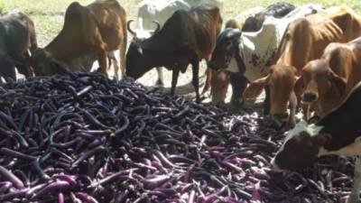 Los productores dan las berenjenas a las vacas.